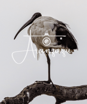 Sacred Ibis, Serengeti, Tanzania-2