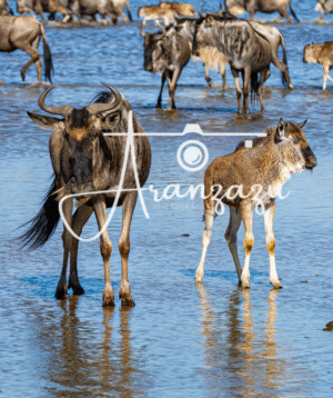 Wildebeest, Ndutu, Tanzania-2