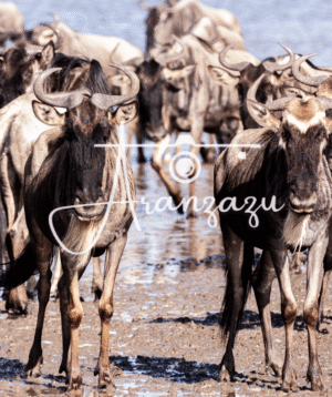 Wildebeest , Ndutu, Tanzania