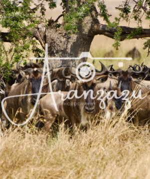 Wildebeest, Serengeti, Tanzania