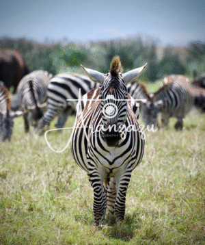 Zebra, Ngorongoro, Tanzania