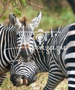 Zebras, Serengeti, Tanzania-2