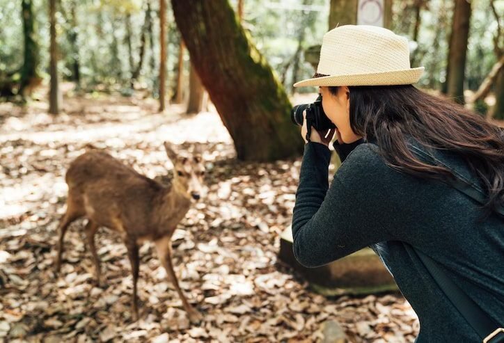 Female wildlife photographer taking a photo of a deer in the forest with DSLR - best camera for wildlife photography tips