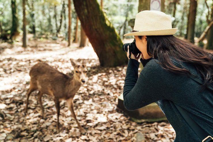 Female wildlife photographer taking a photo of a deer in the forest with DSLR - best camera for wildlife photography tips