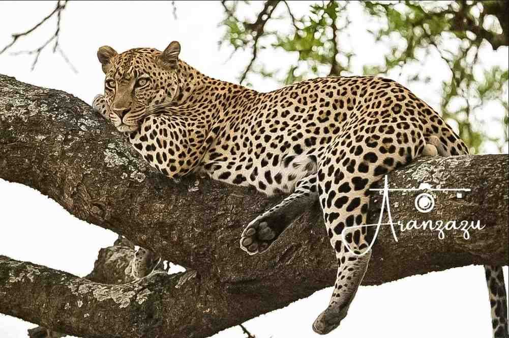 Wild Lilac-breasted Roller Bird Photography - Serengeti Tanzania