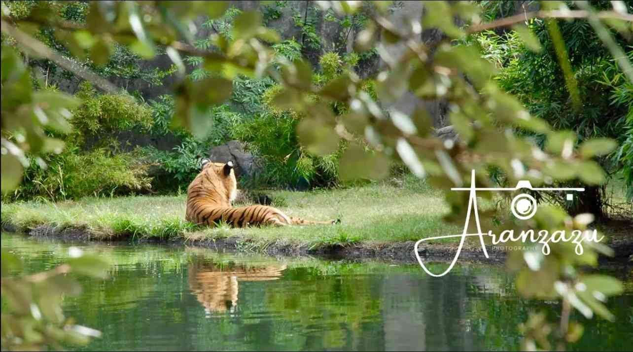 Wild Lilac-breasted Roller Bird Photography - Serengeti Tanzania