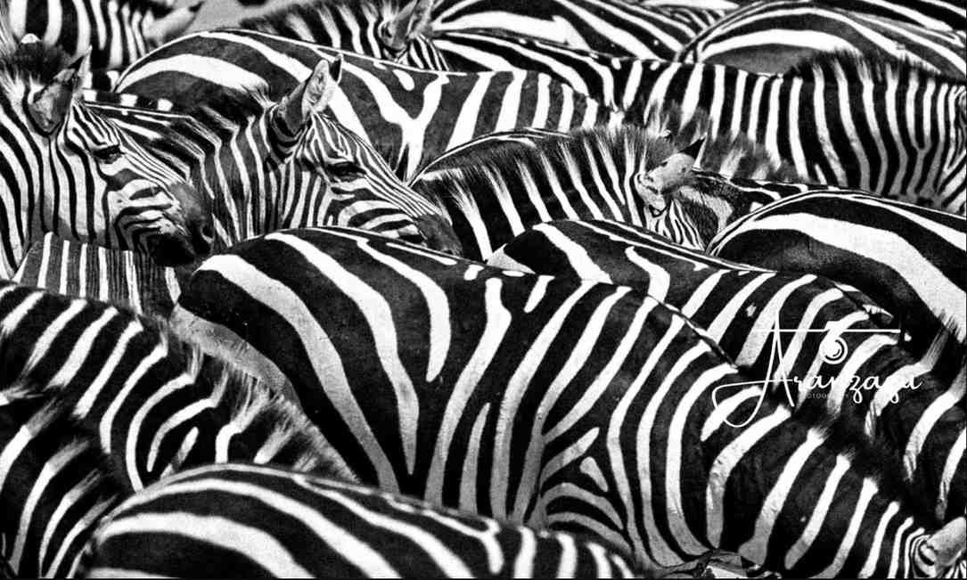 Wild Lilac-breasted Roller Bird Photography - Serengeti Tanzania